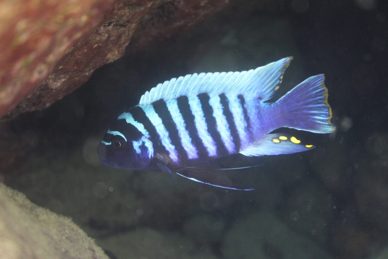 Maylandia zebra 'Lion's Cove'